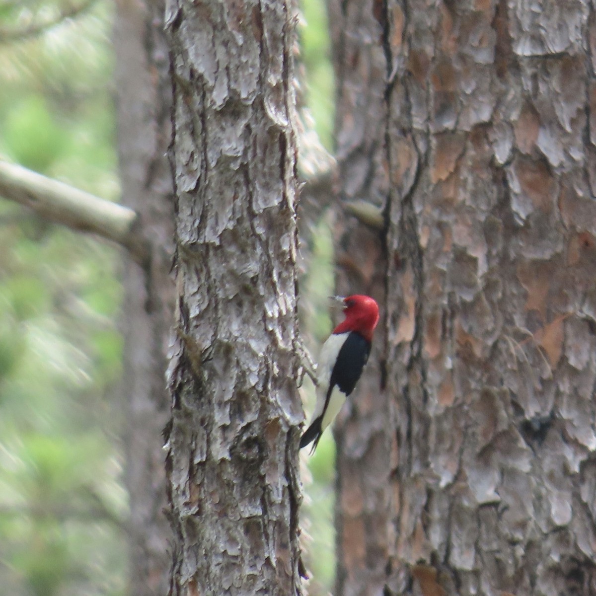 Red-headed Woodpecker - ML621023638