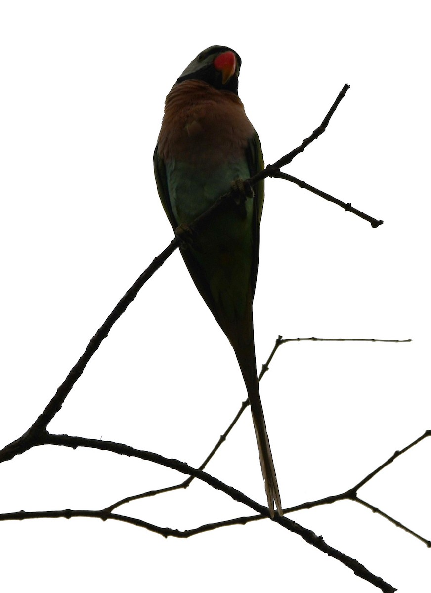 Gül Göğüslü Yeşil Papağan - ML621023661