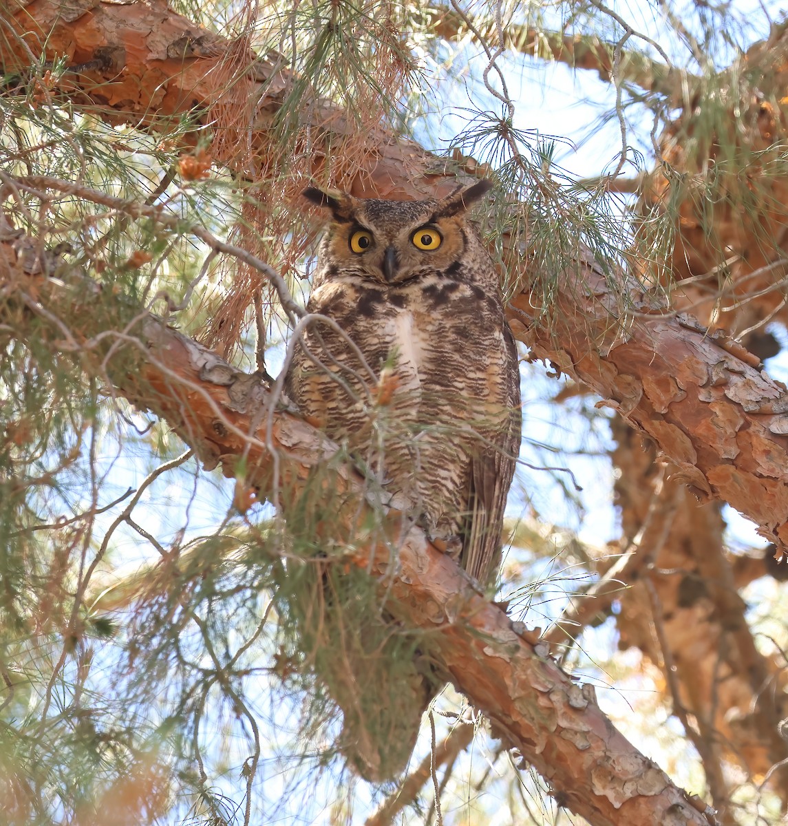 Great Horned Owl - ML621023663