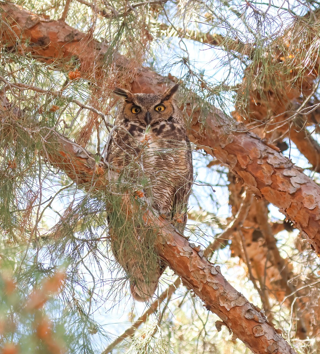 Great Horned Owl - ML621023665