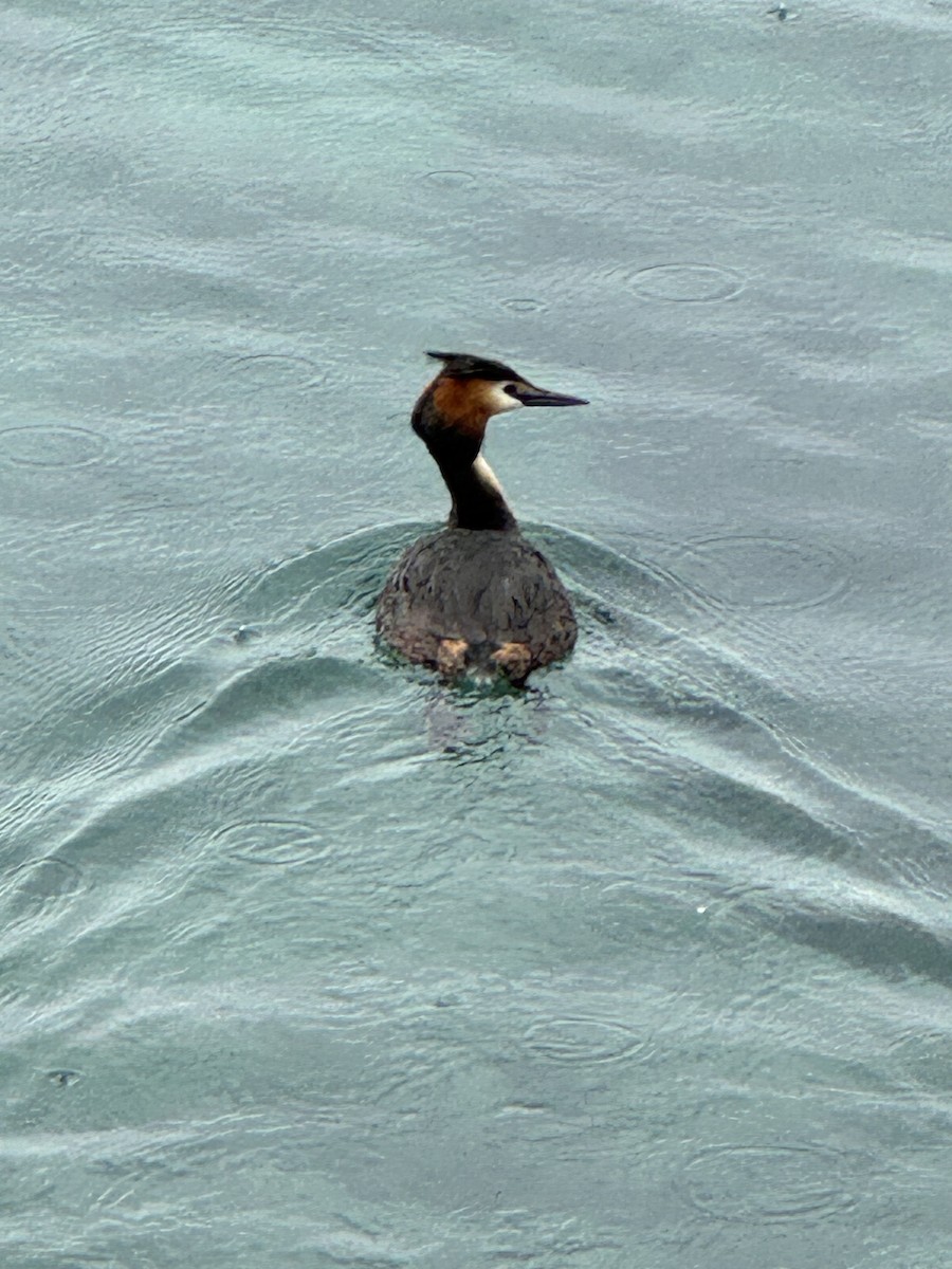 Great Crested Grebe - ML621023673