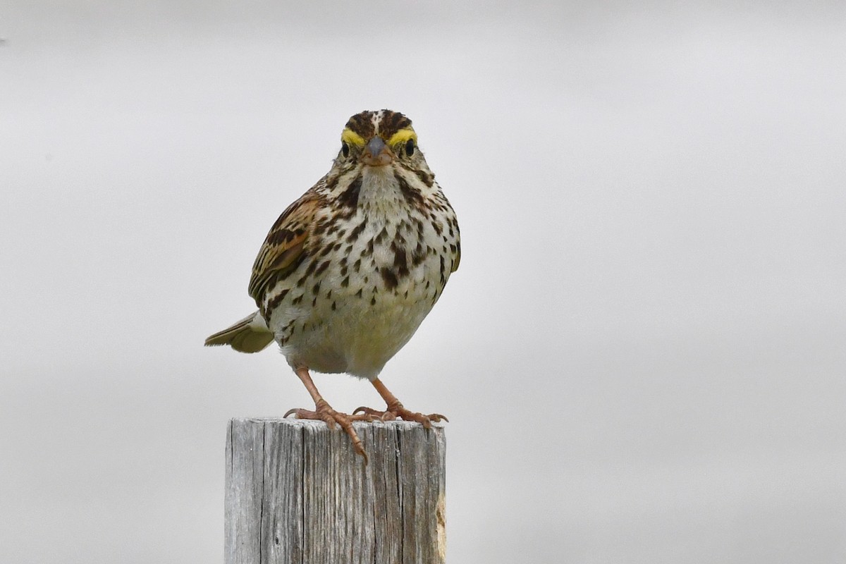 Savannah Sparrow - ML621023677