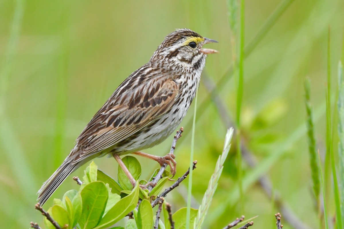 Savannah Sparrow - ML621023678