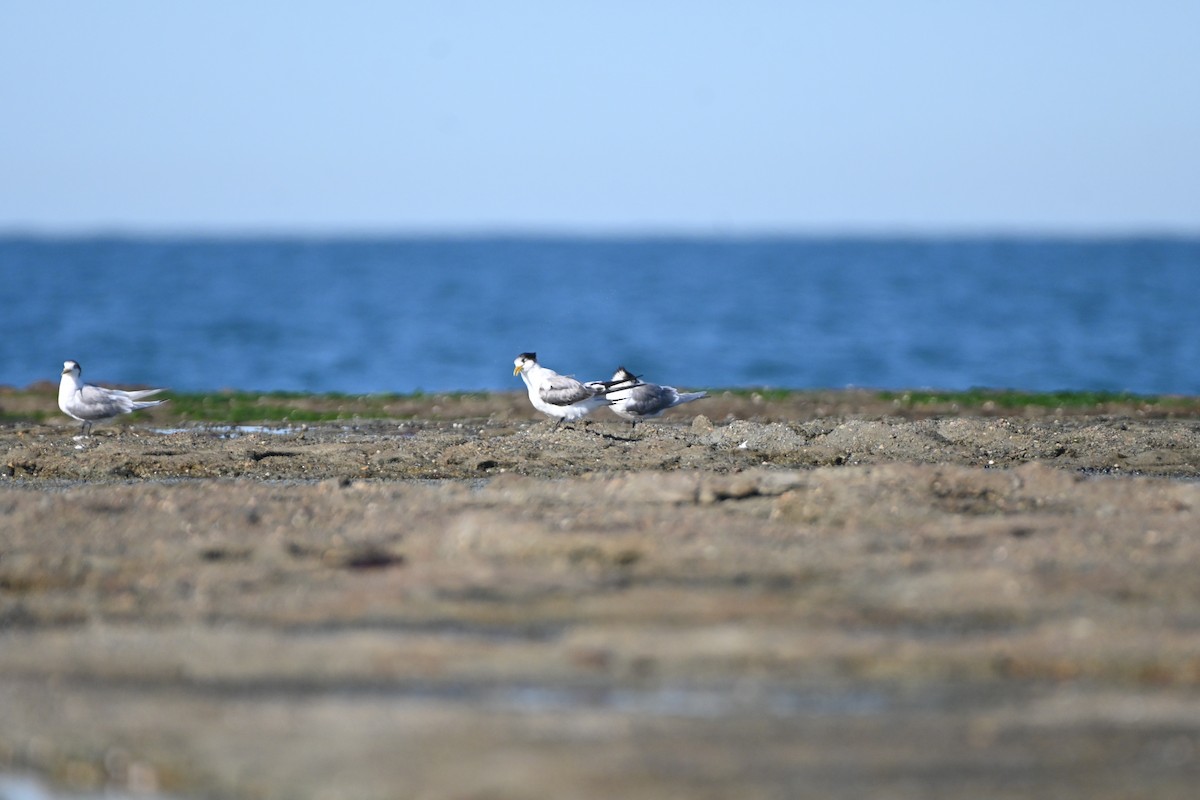Great Crested Tern - ML621023697