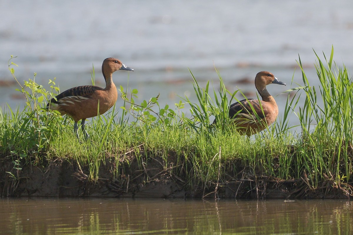 Fulvous Whistling-Duck - ML621023698