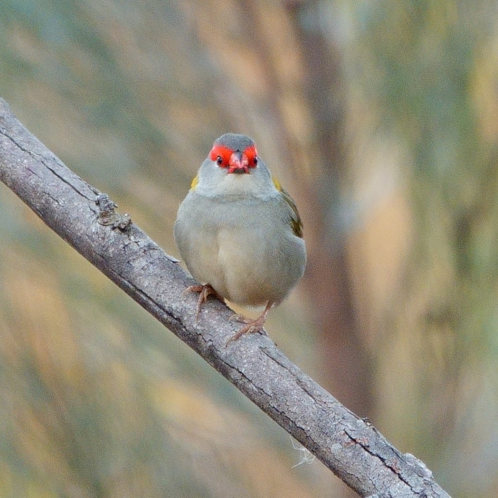 Red-browed Firetail - ML621023699