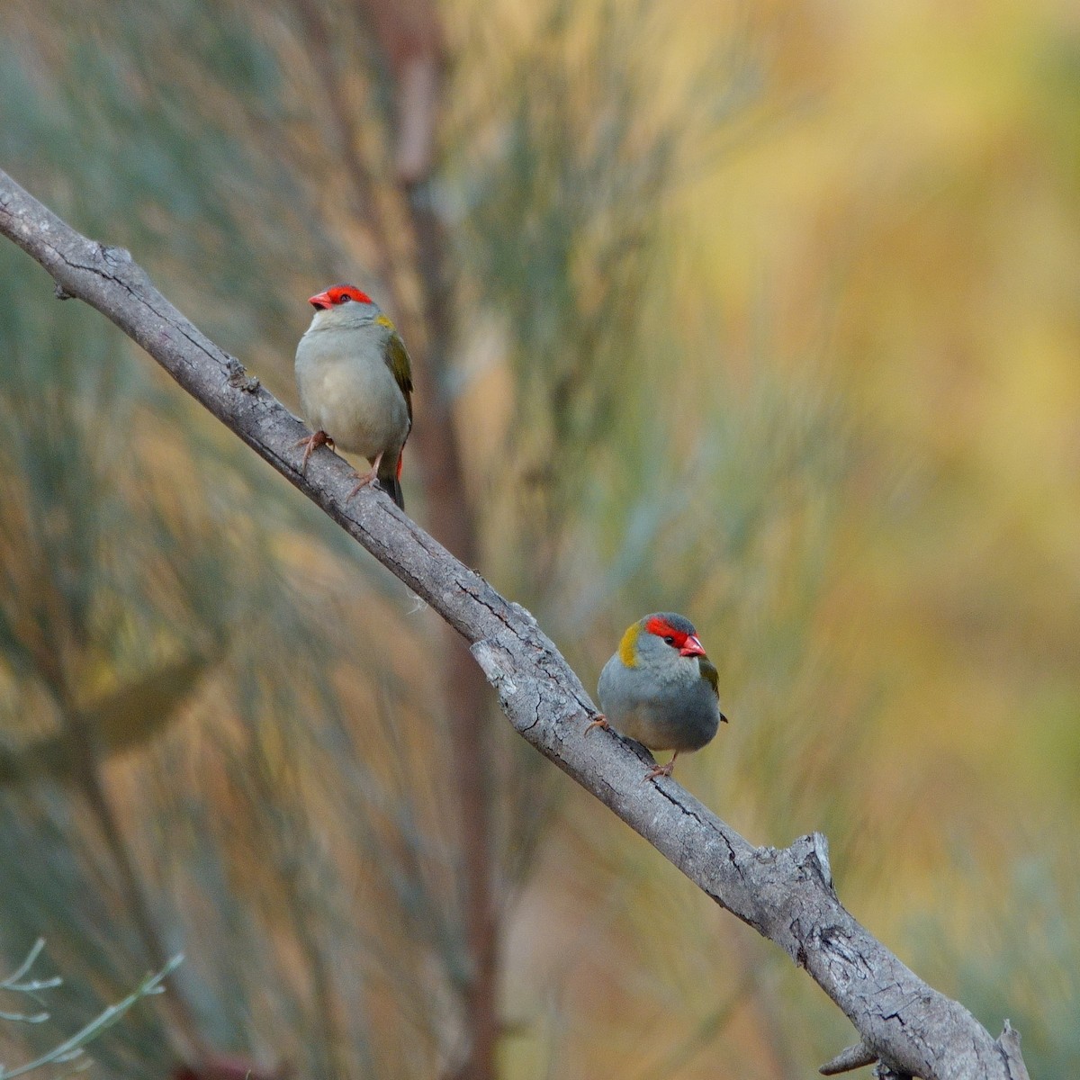Red-browed Firetail - ML621023705