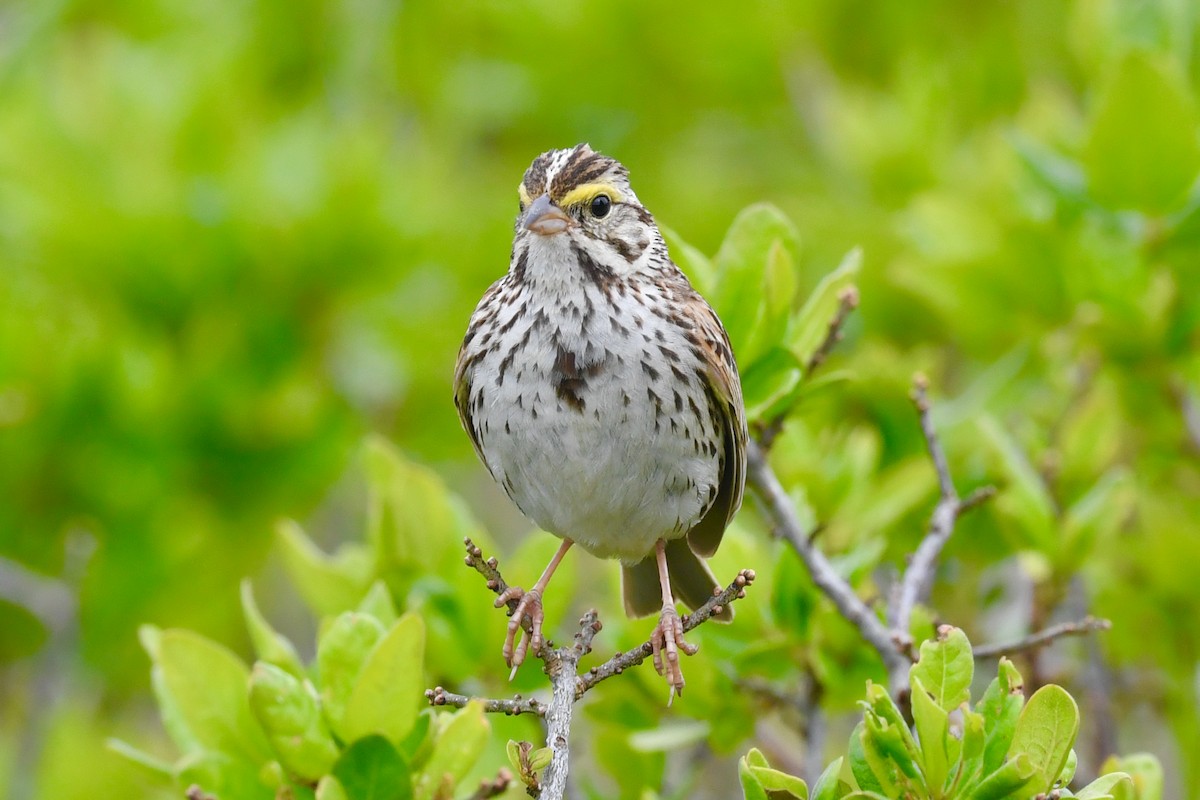 Savannah Sparrow - ML621023709