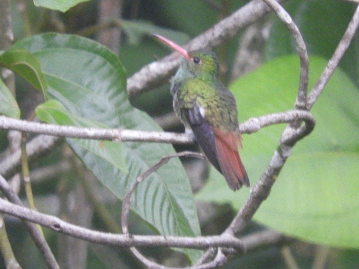 Rufous-tailed Hummingbird - ML621023720