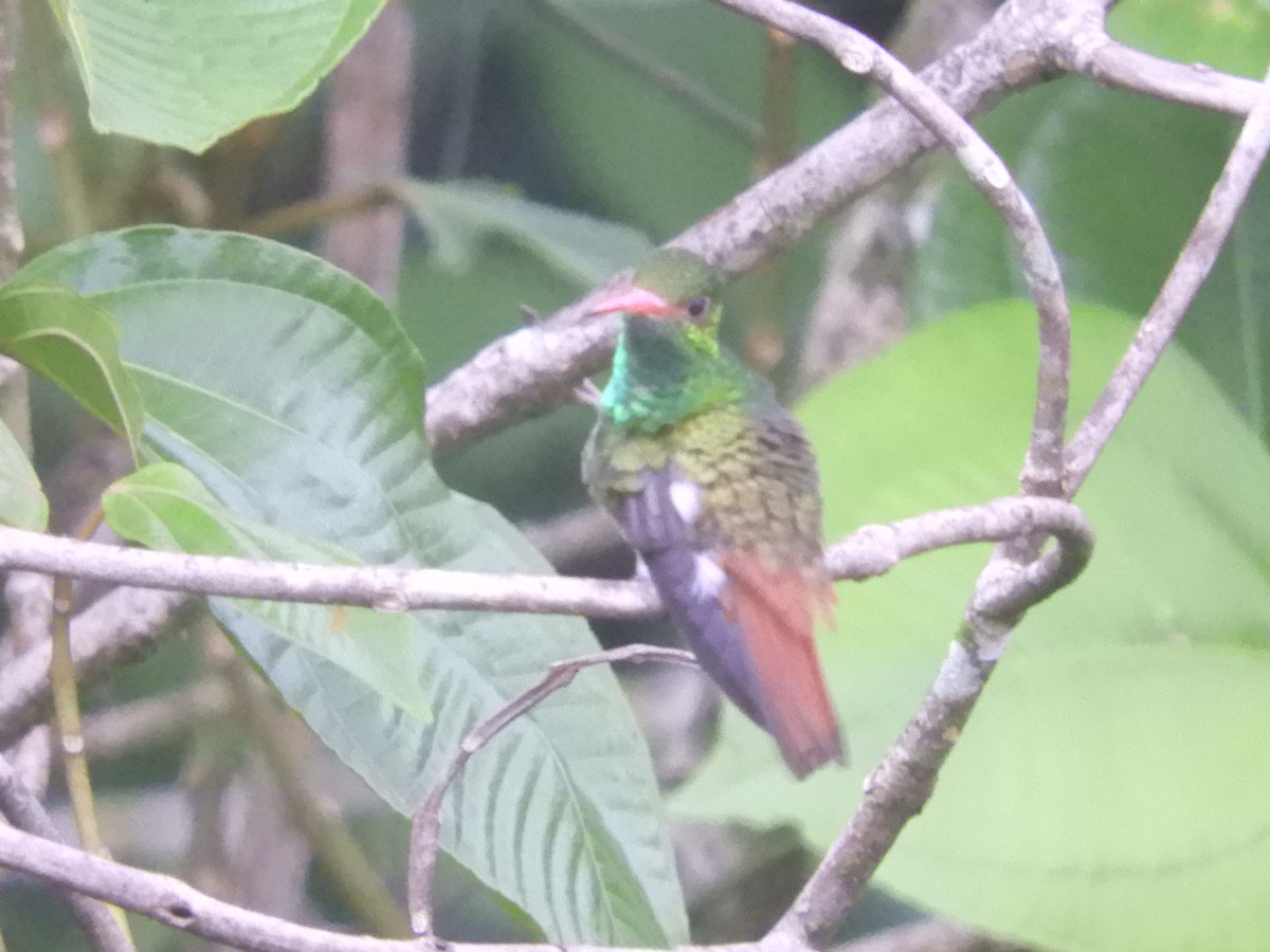 Rufous-tailed Hummingbird - ML621023721