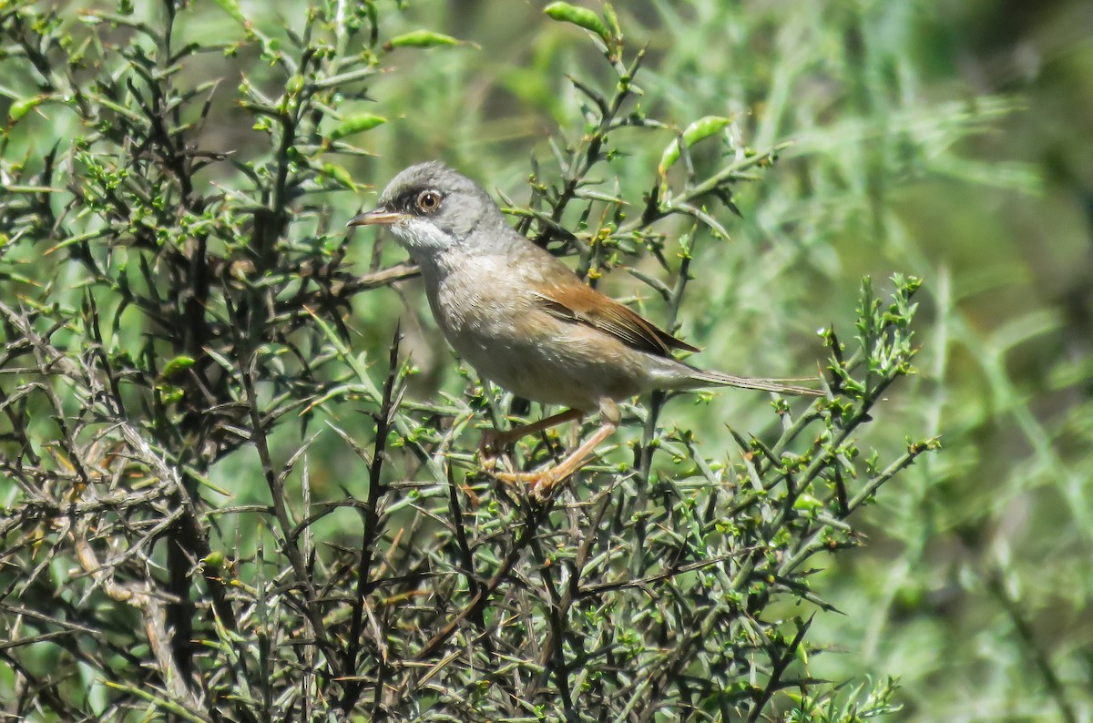 Spectacled Warbler - ML621023741
