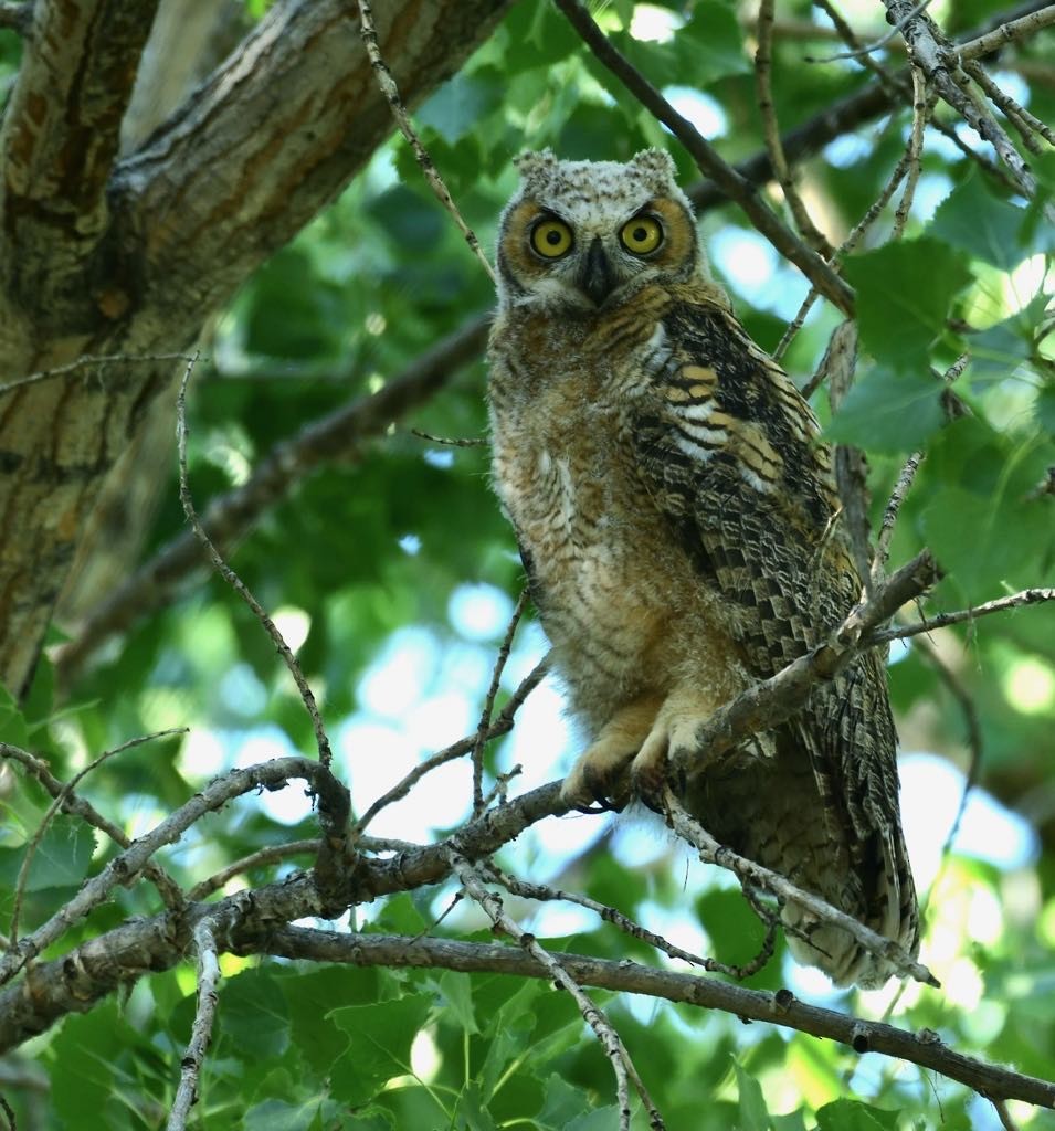 Great Horned Owl - ML621023770