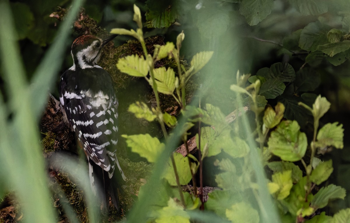 White-backed Woodpecker - ML621023779