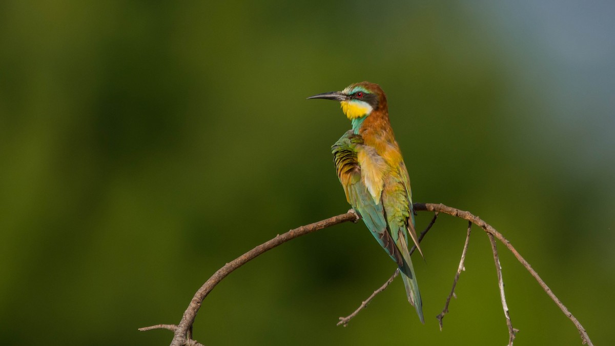 European Bee-eater - ML621023796