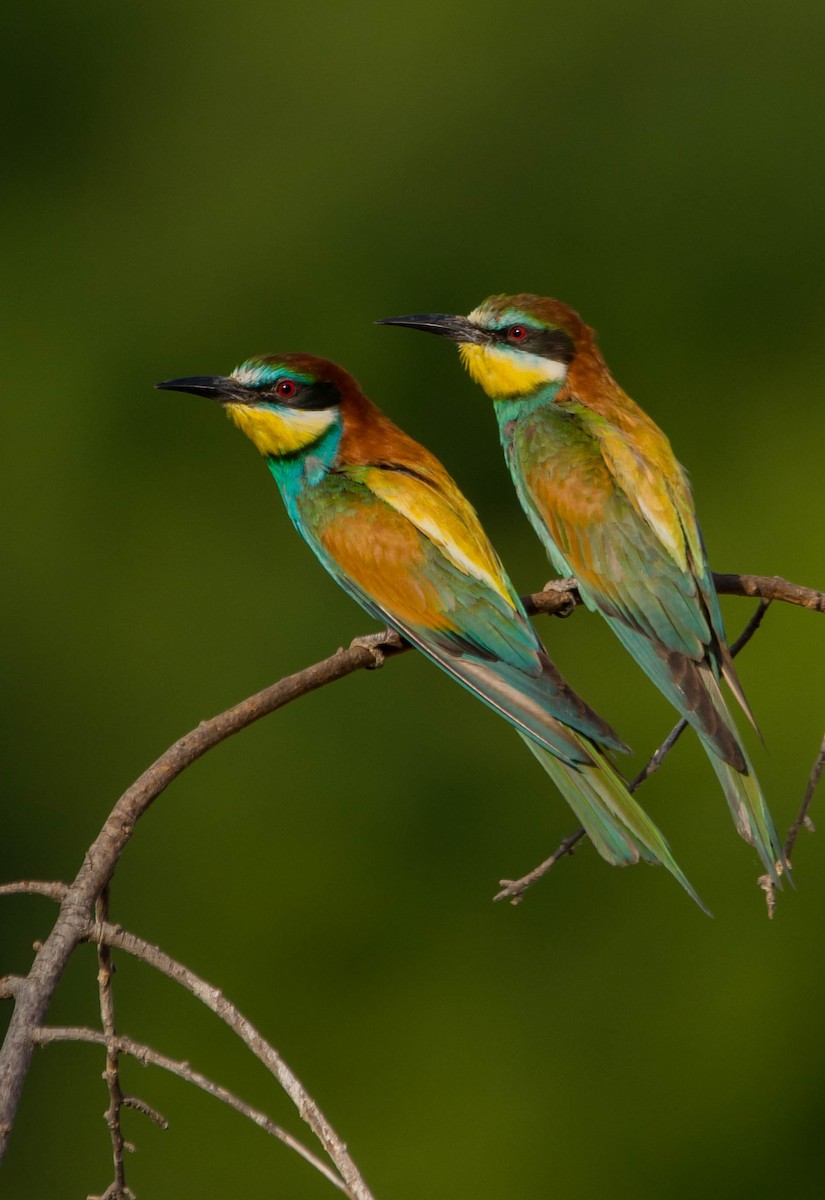 European Bee-eater - ML621023797