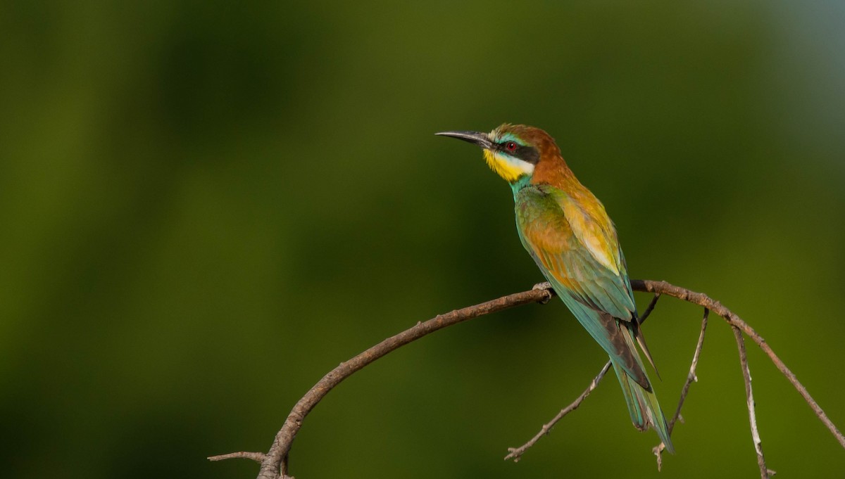 European Bee-eater - ML621023798