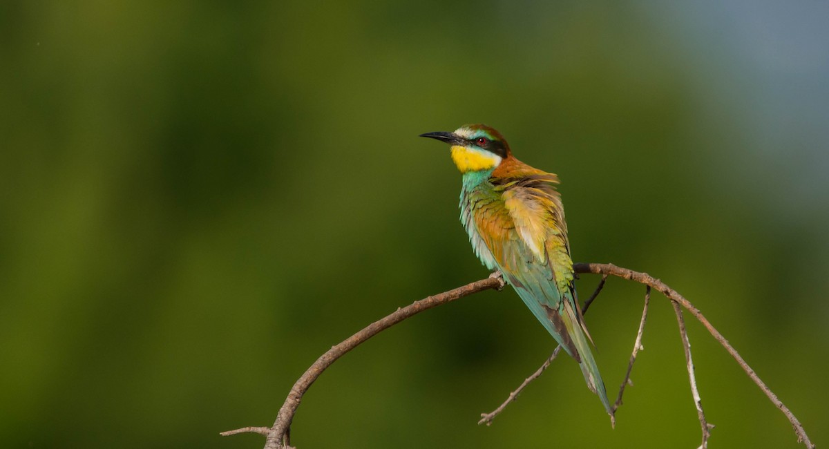 European Bee-eater - Gerasimos Antonopoulos