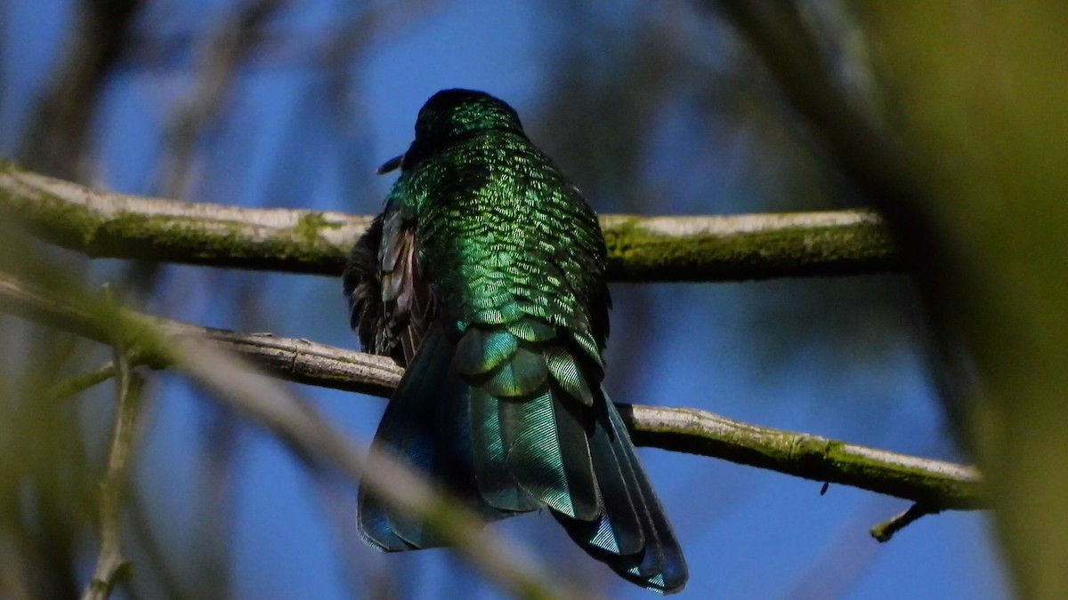 kolibřík modrolící - ML621023821
