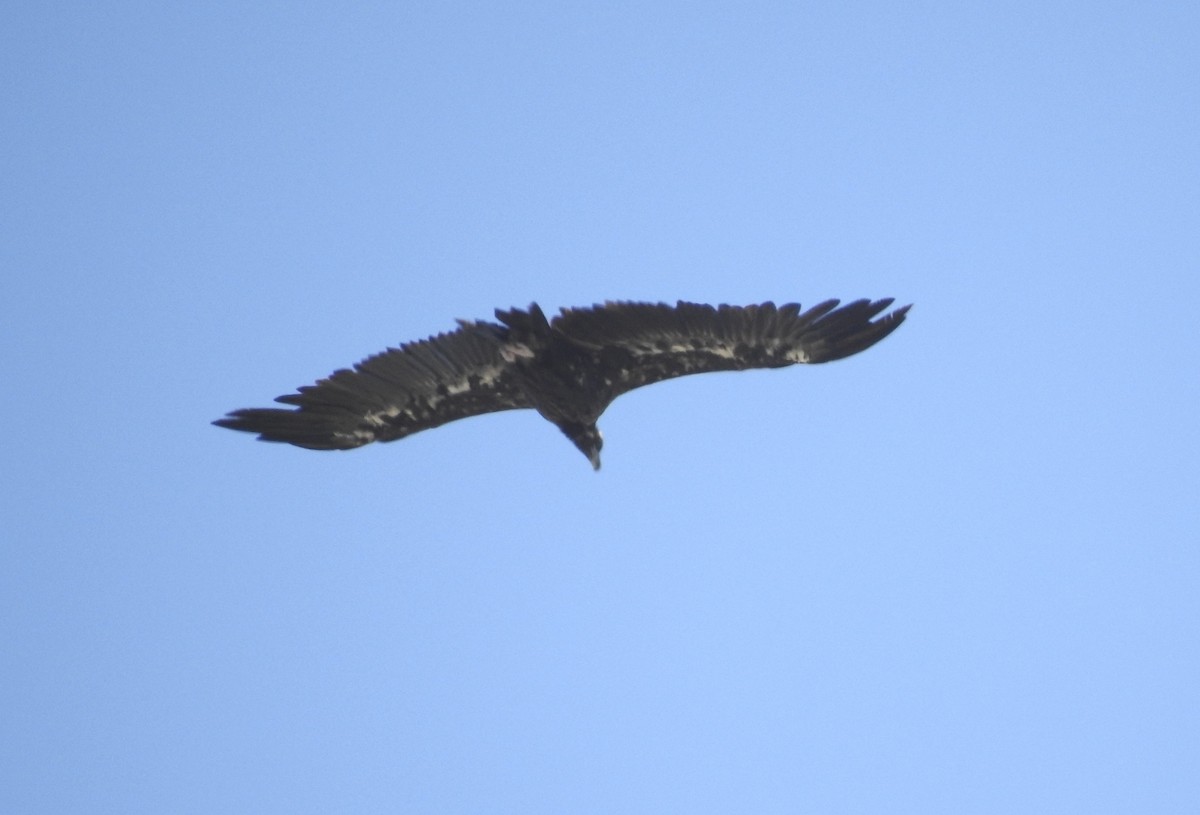 Cinereous Vulture - ML621023847