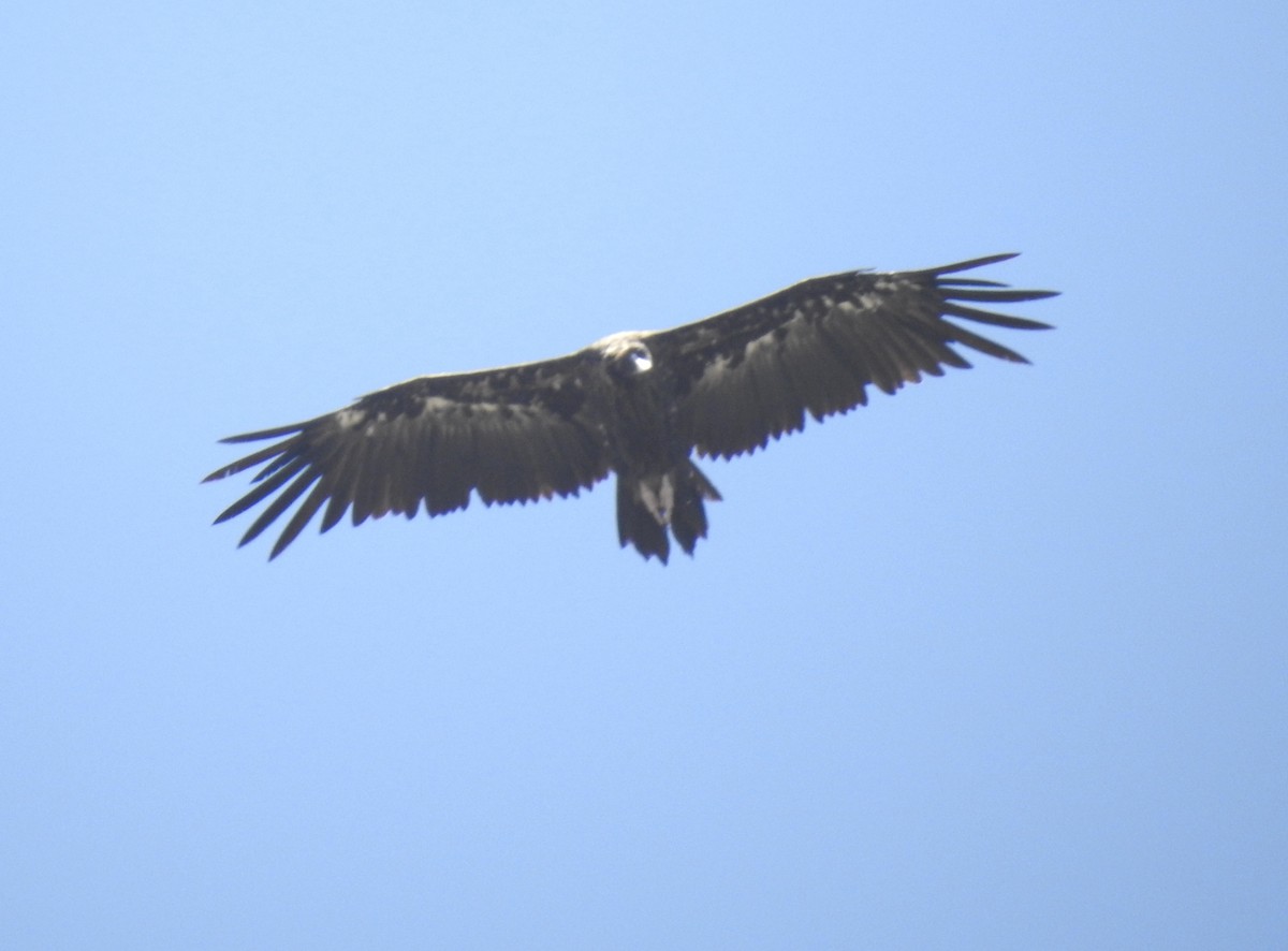 Cinereous Vulture - ML621023863