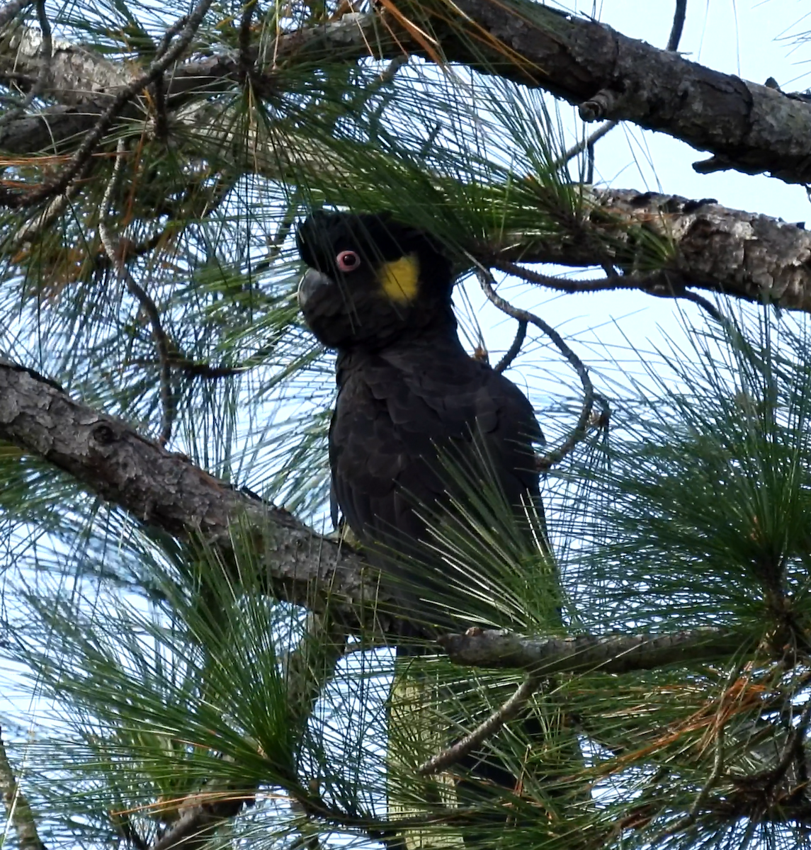 Yellow-tailed Black-Cockatoo - ML621023864