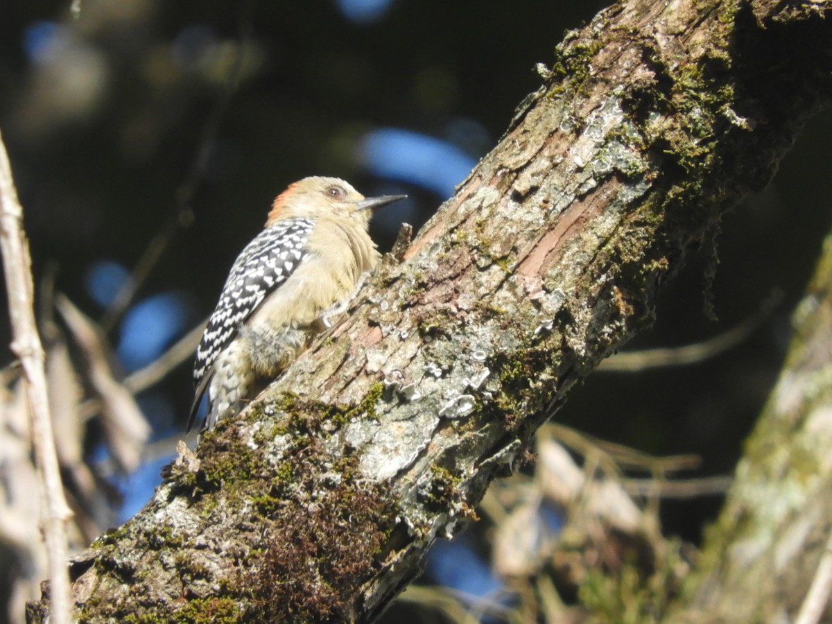 Red-crowned Woodpecker - ML621023901