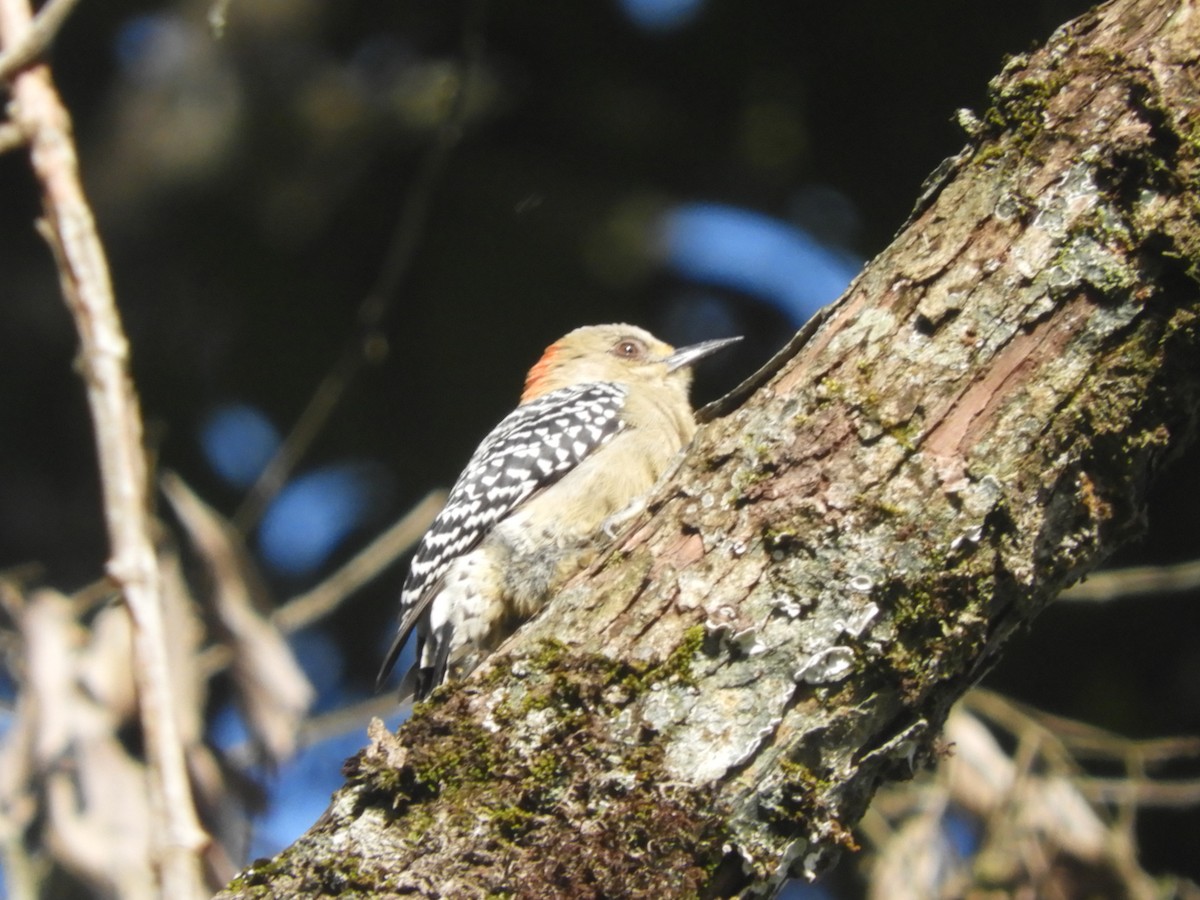 Red-crowned Woodpecker - ML621023902