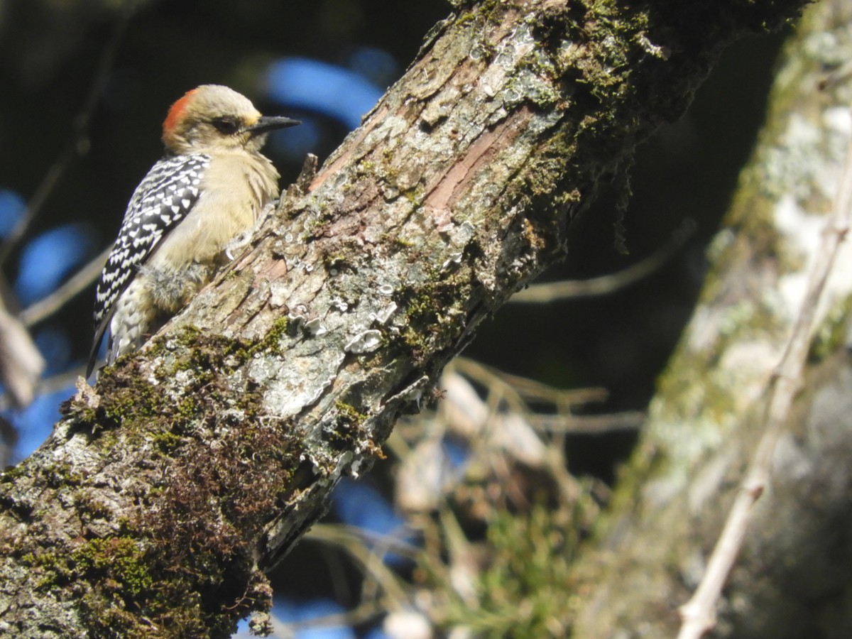 Red-crowned Woodpecker - ML621023903
