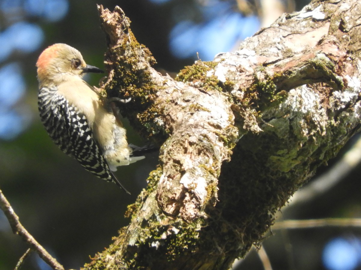Red-crowned Woodpecker - ML621023904