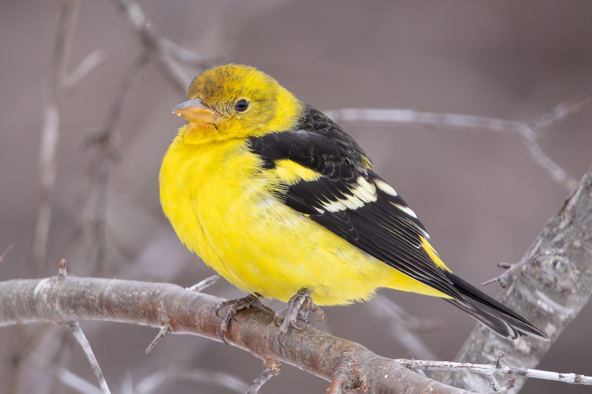 Western Tanager - ML621023913