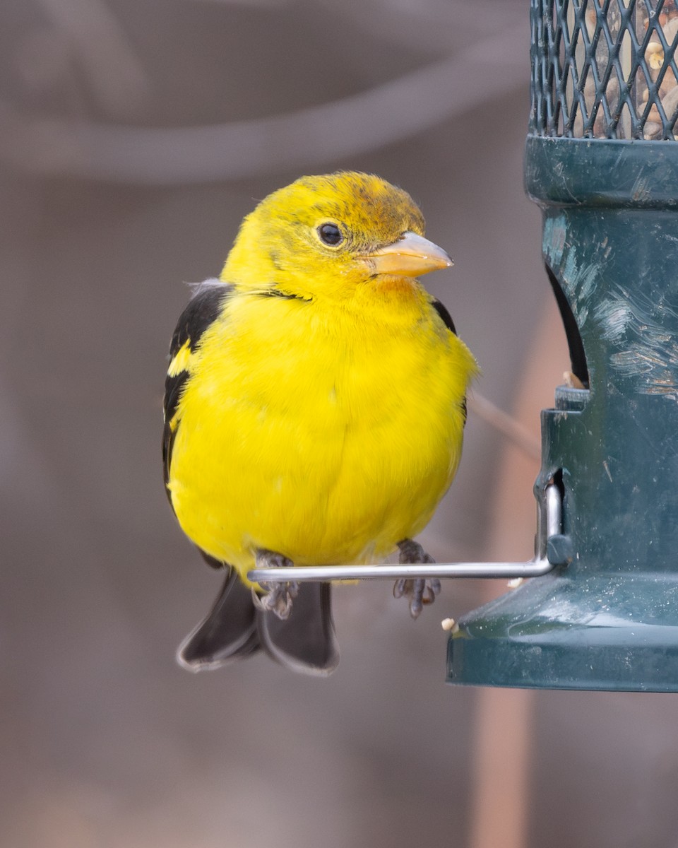 Western Tanager - ML621023914
