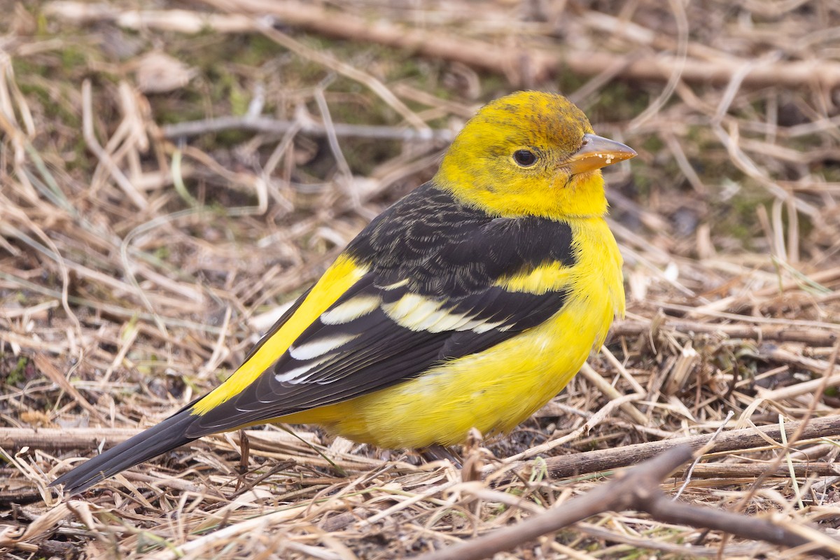 Western Tanager - ML621023915