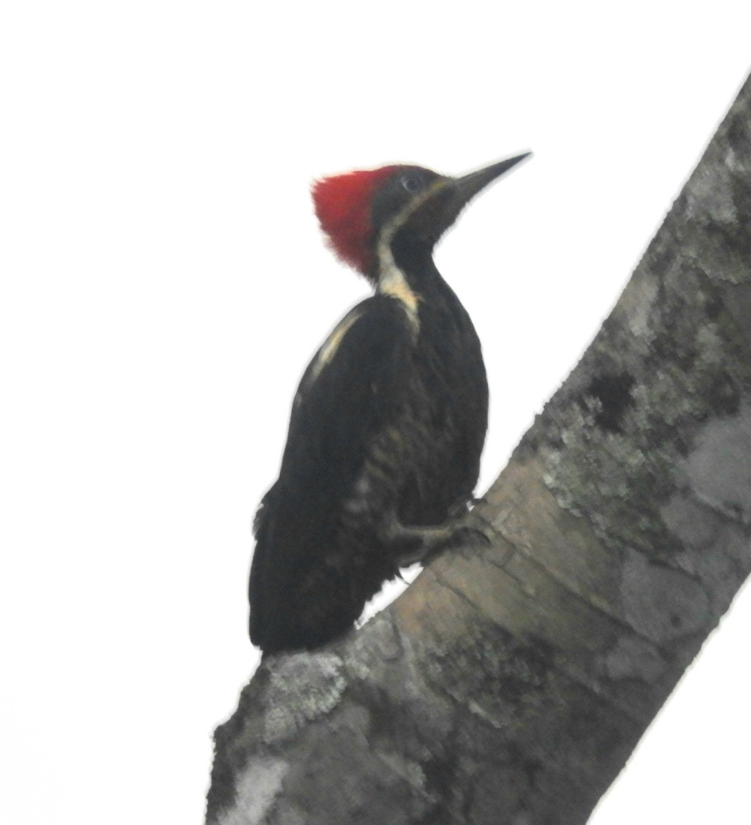 Lineated Woodpecker - ML621023919