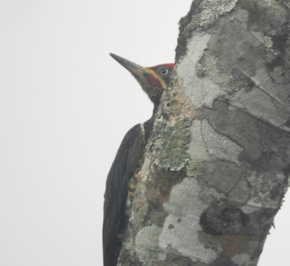 Lineated Woodpecker - ML621023920