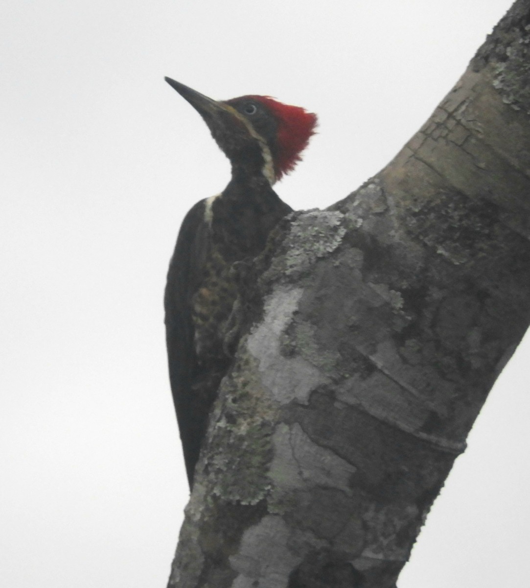 Lineated Woodpecker - ML621023921