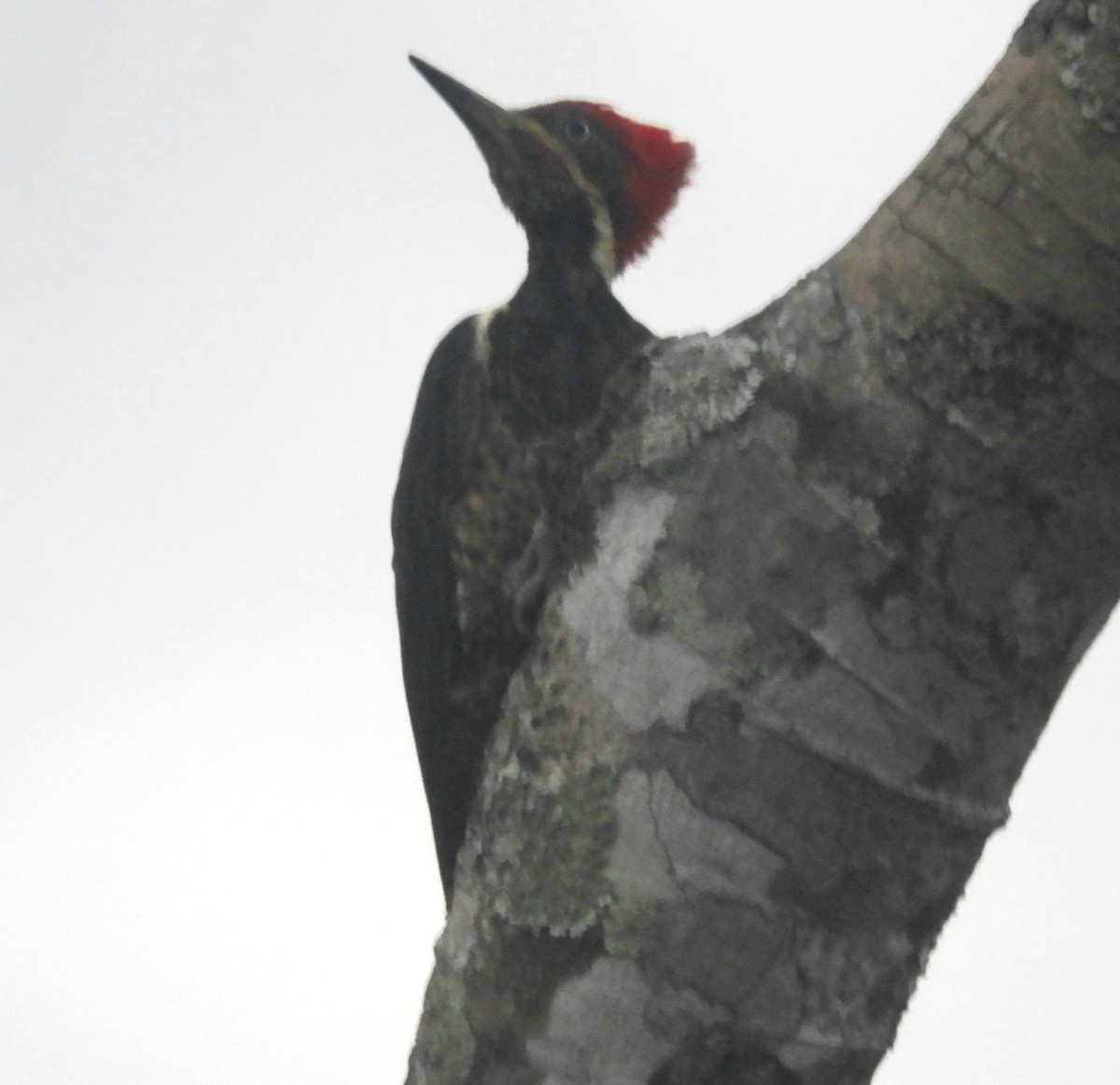 Lineated Woodpecker - ML621023922