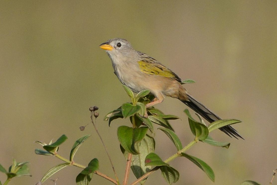 Wedge-tailed Grass-Finch - ML621023934