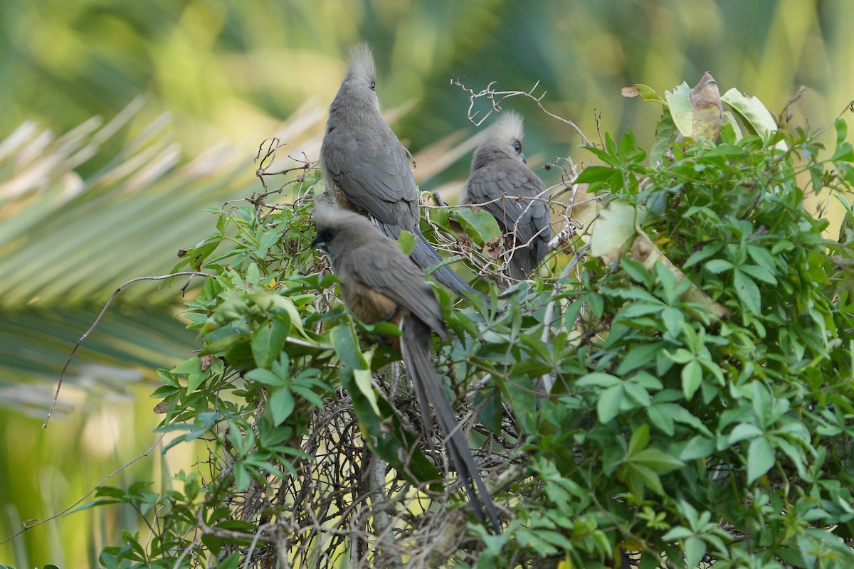 Speckled Mousebird - ML621023944