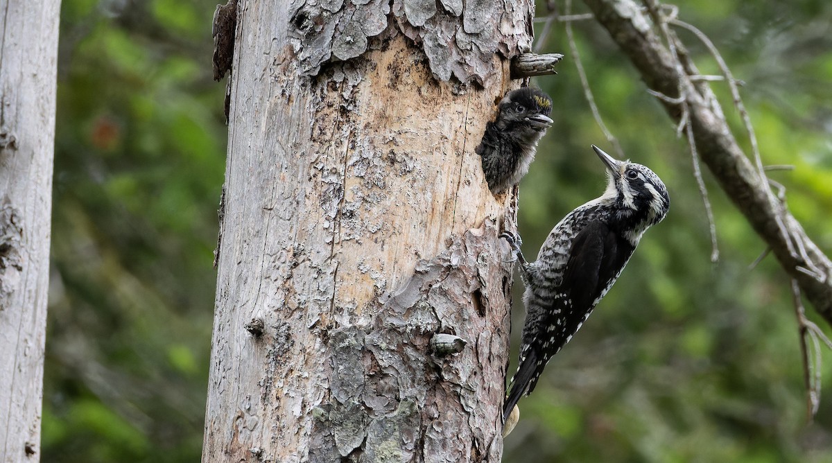 Eurasian Three-toed Woodpecker (Eurasian) - ML621023969