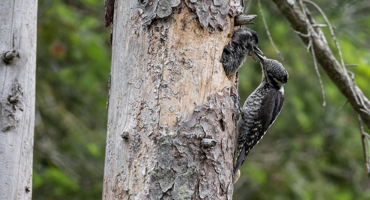 Eurasian Three-toed Woodpecker (Eurasian) - ML621023977