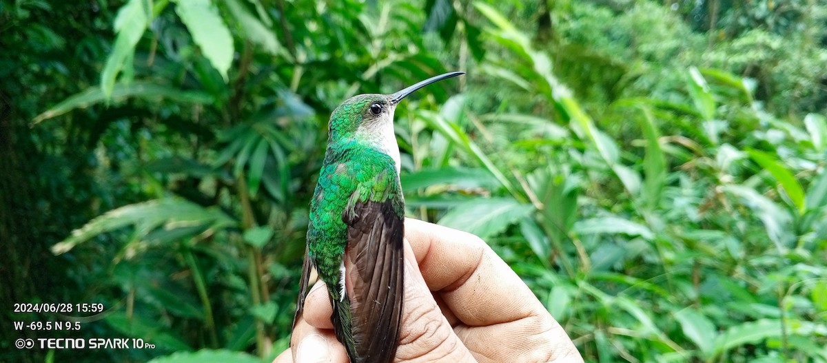 kolibřík bělořitý - ML621023982
