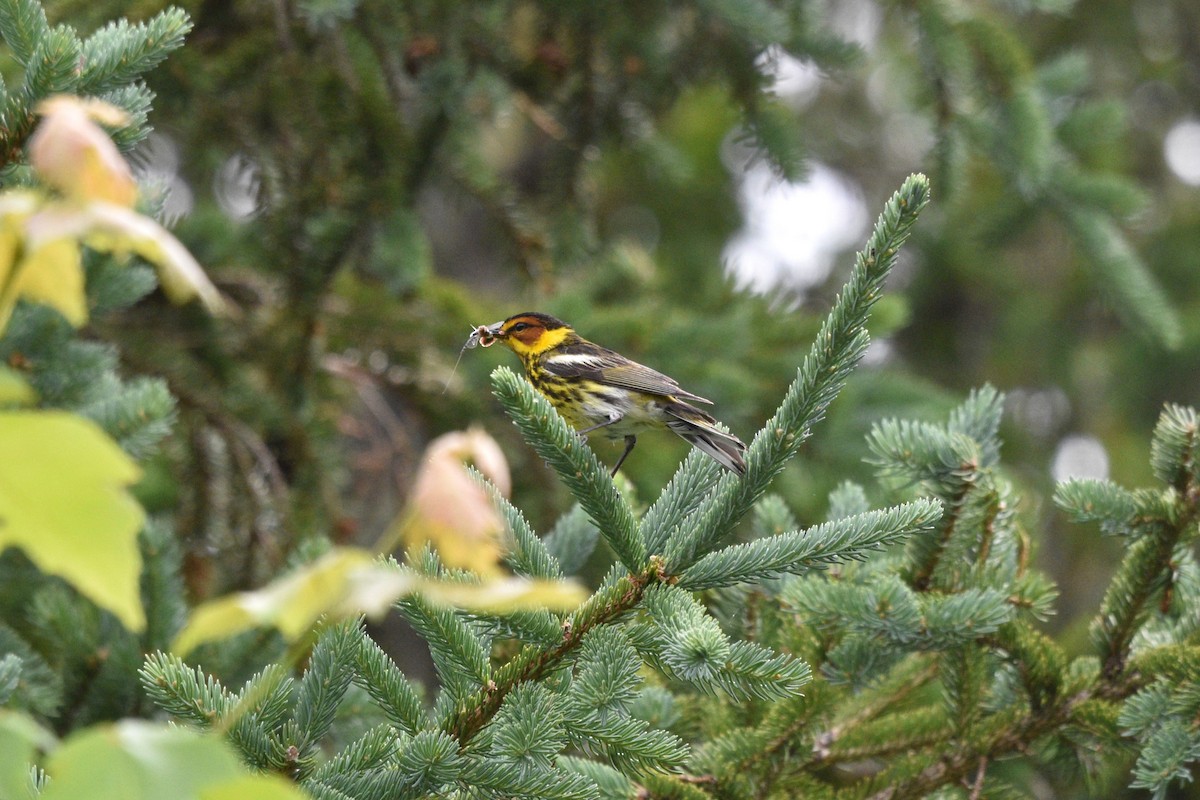 Cape May Warbler - ML621023992