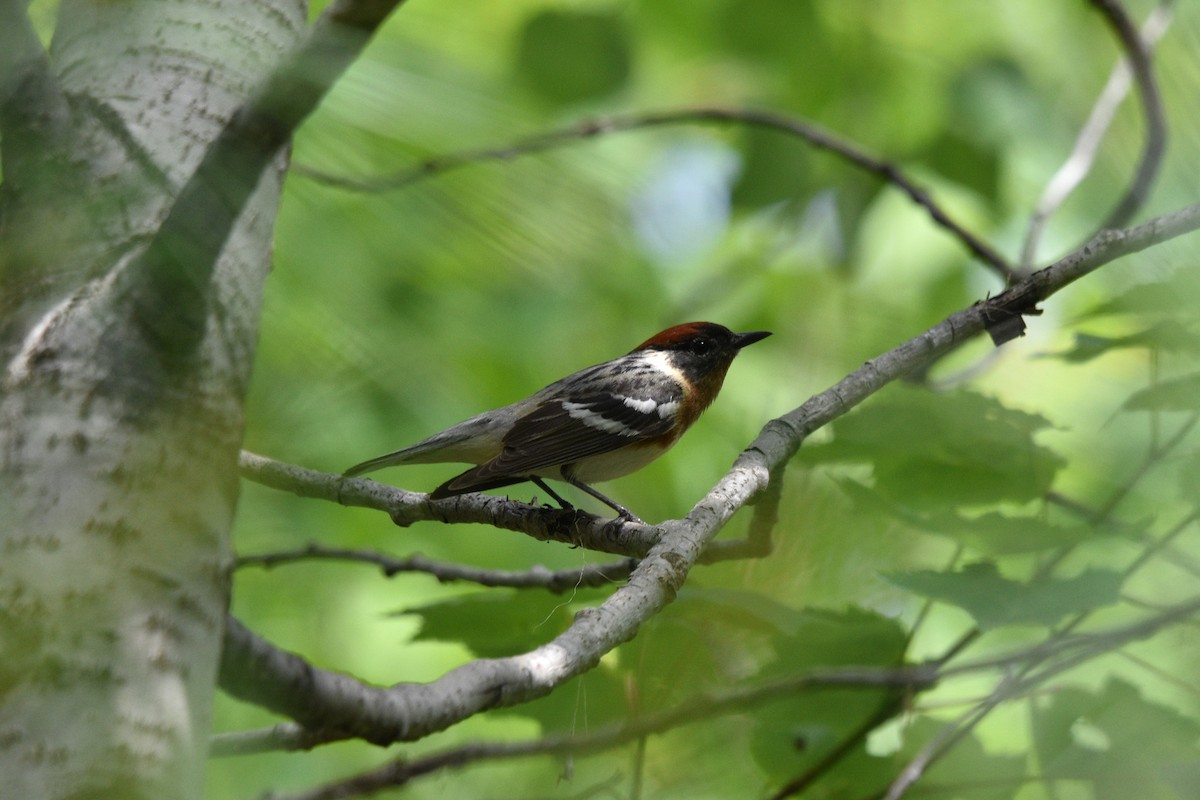 Bay-breasted Warbler - ML621023993