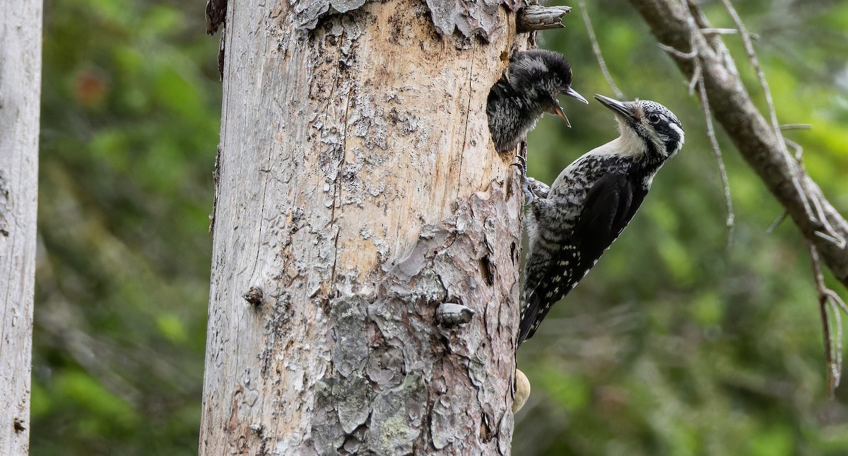 Eurasian Three-toed Woodpecker (Eurasian) - ML621023996