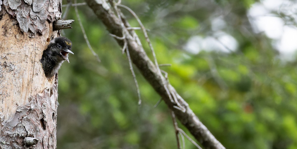 Eurasian Three-toed Woodpecker (Eurasian) - ML621023998