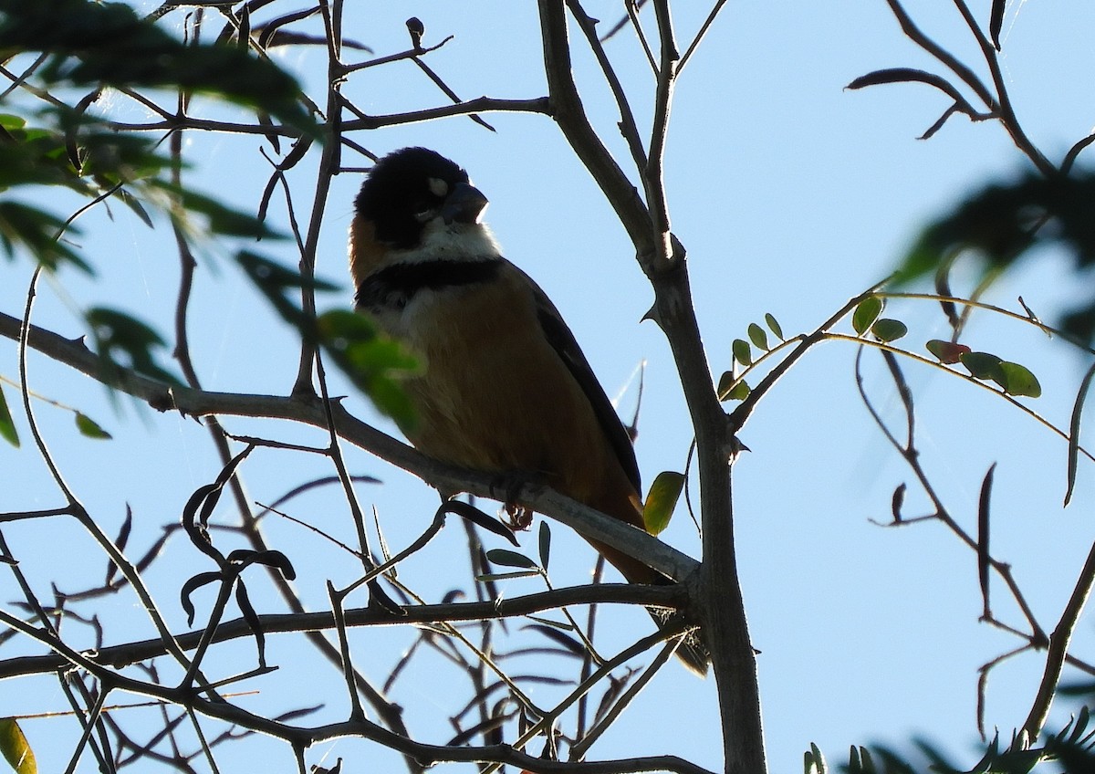 Rusty-collared Seedeater - ML621024000