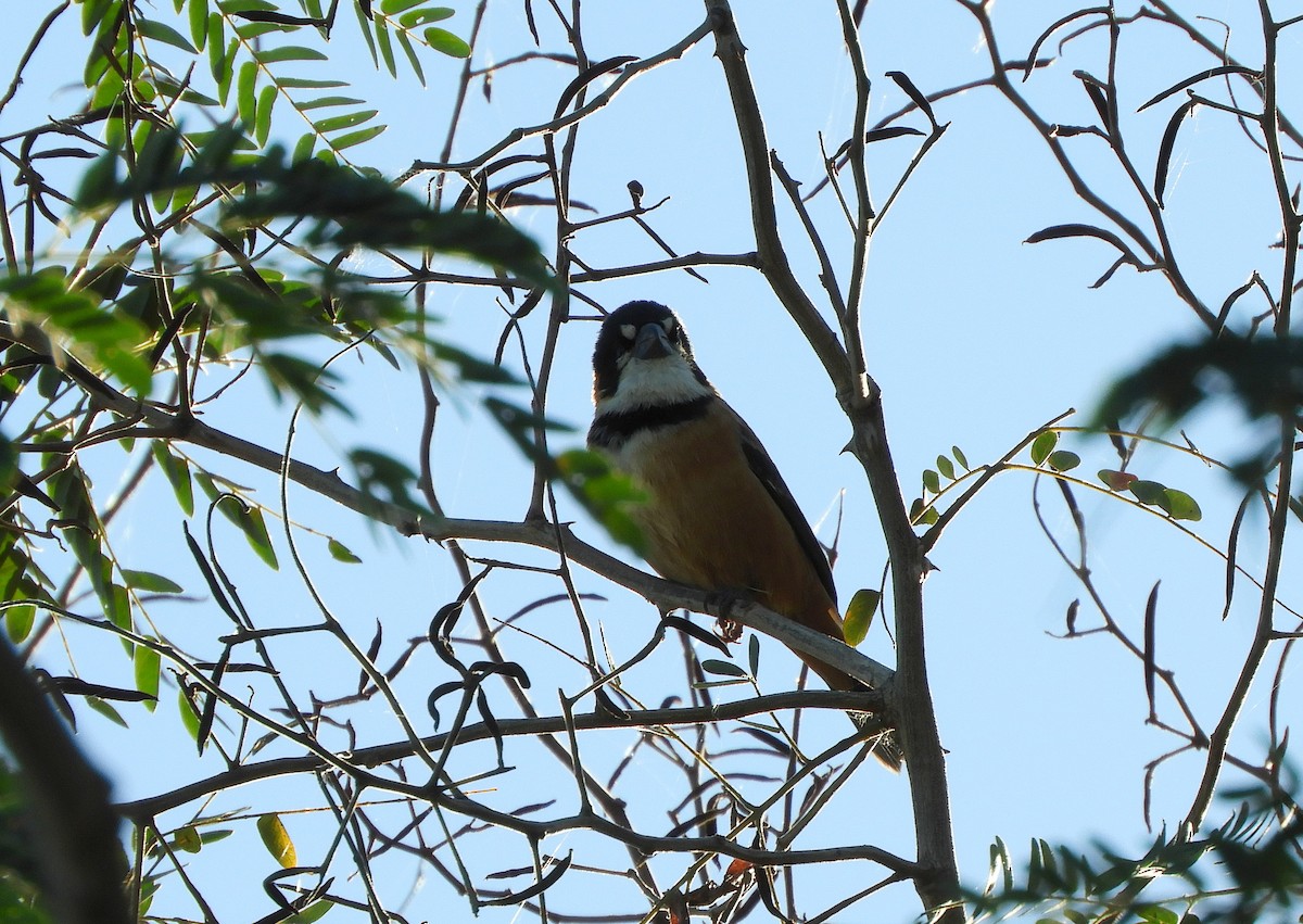 Rusty-collared Seedeater - ML621024001