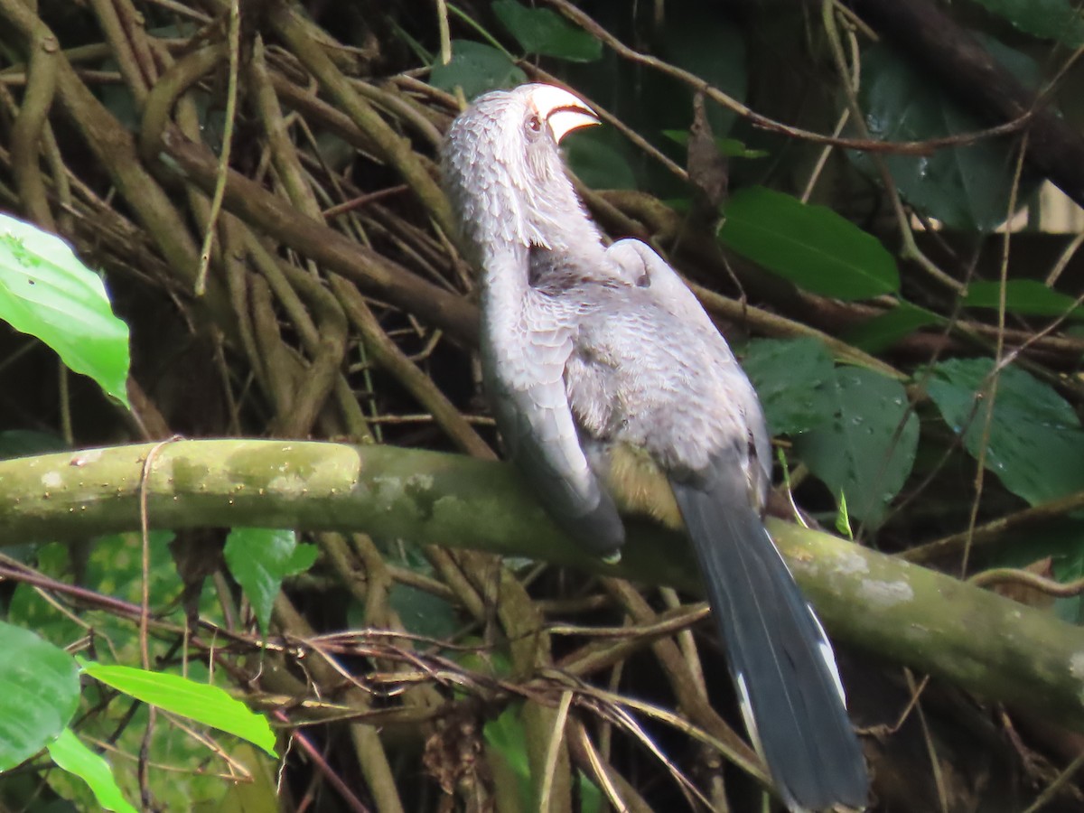 Malabar Gray Hornbill - ML621024013