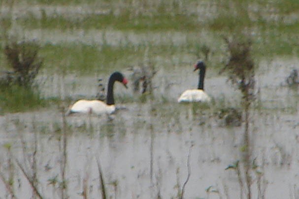Black-necked Swan - ML621024018