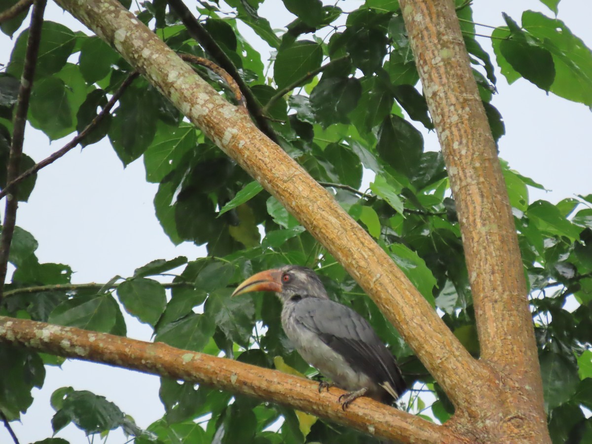 Malabar Gray Hornbill - ML621024019